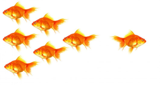 Goldfish Wall Mural