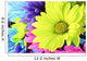Daisies Flowers Wall Mural