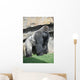 Gorilla in the Valencia Biopark Spain Wall Mural
