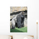 Gorilla in the Valencia Biopark Spain Wall Mural