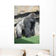 Gorilla in the Valencia Biopark Spain Wall Mural