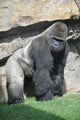Gorilla in the Valencia Biopark Spain Wall Mural