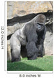 Gorilla in the Valencia Biopark Spain Wall Mural