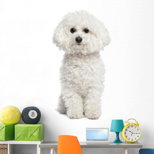 Bichon Frise Wall Decal