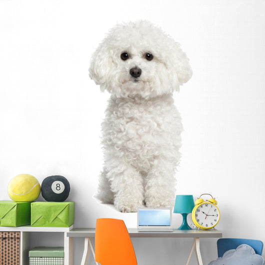 Bichon Frise Wall Decal