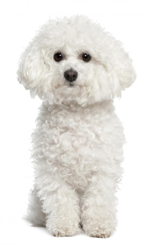 Bichon Frise Wall Decal