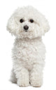 Bichon Frise Wall Decal