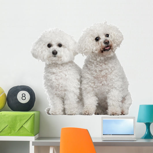 Bichon Frise 9 and Wall Decal