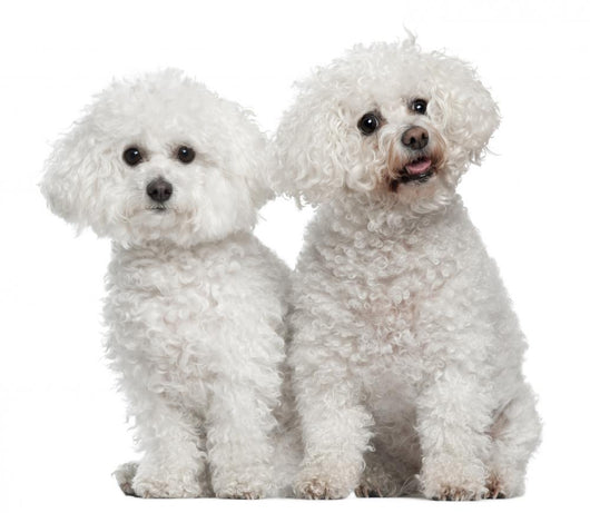 Bichon Frise 9 and Wall Decal