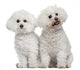 Bichon Frise 9 and Wall Decal