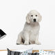 Golden Retriever Puppy 10 Weeks Old Sitting Wall Decal
