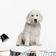 Golden Retriever Puppy 10 Weeks Old Sitting Wall Decal