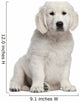Golden Retriever Puppy 10 Weeks Old Sitting Wall Decal