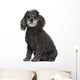 Poodle 12 Years Old Wall Decal