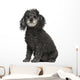 Poodle 12 Years Old Wall Decal