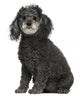 Poodle 12 Years Old Wall Decal