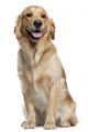 Golden Retriever 1 and Wall Decal
