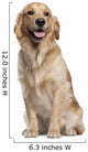Golden Retriever 1 and Wall Decal