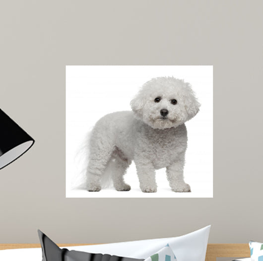 Bichon Frise 5 Years Wall Decal