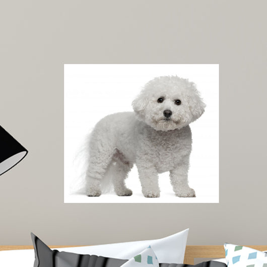 Bichon Frise, 5 years old, standing Wall Decal
