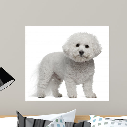 Bichon Frise, 5 years old, standing Wall Decal