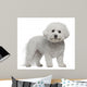 Bichon Frise, 5 years old, standing Wall Decal