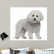 Bichon Frise, 5 years old, standing Wall Decal