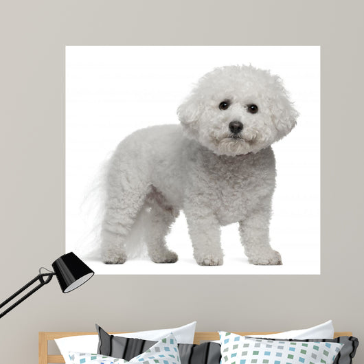 Bichon Frise, 5 years old, standing Wall Decal