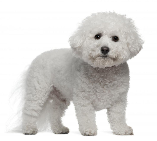 Bichon Frise, 5 years old, standing Wall Decal