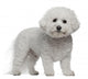 Bichon Frise, 5 years old, standing Wall Decal