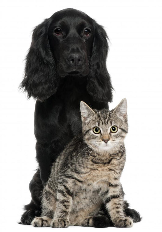 Cocker Spaniel and European Wall Decal