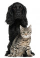 Cocker Spaniel and European Wall Decal