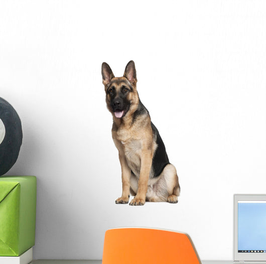 German Shepherd, 7 months old, sitting Wall Decal