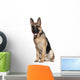 German Shepherd, 7 months old, sitting Wall Decal