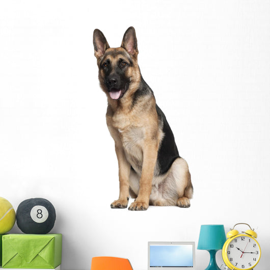 German Shepherd, 7 months old, sitting Wall Decal