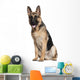 German Shepherd, 7 months old, sitting Wall Decal