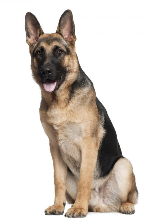 German Shepherd, 7 months old, sitting Wall Decal