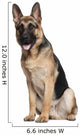German Shepherd, 7 months old, sitting Wall Decal