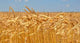 Gold Wheat Field Wall Decal