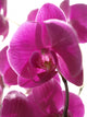 Purple Orchis against Light