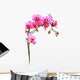 Pink Orchid