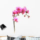 Pink Orchid