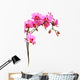 Pink Orchid