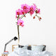 Pink Orchid