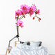Pink Orchid