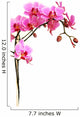 Pink Orchid