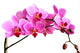 pink orchid Wall Decal