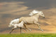 Ponies Running in Sunset Wall Mural