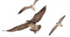 Seagulls