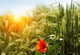 Rye Field Sunrise Wall Decal